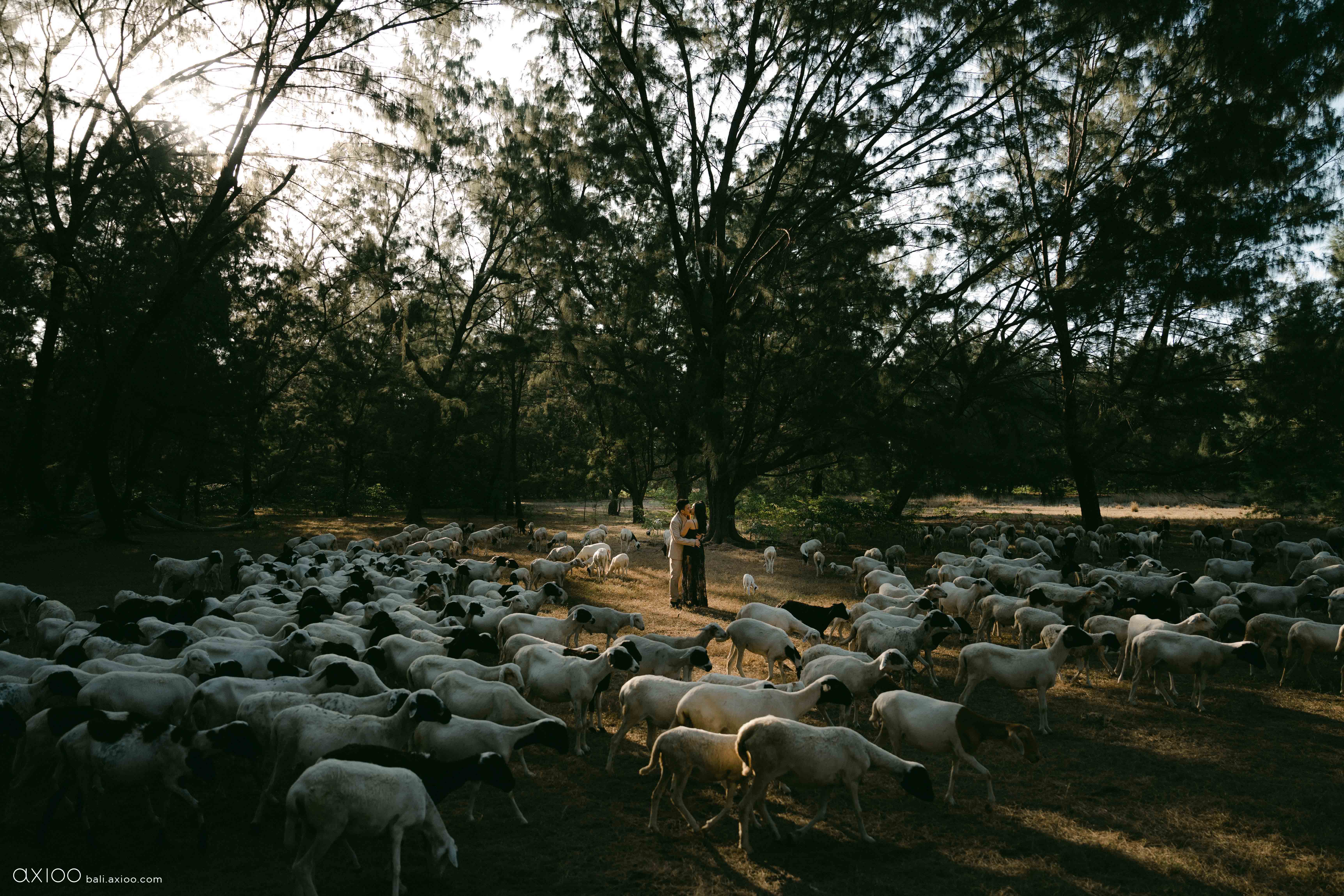 Axioo: Sumba: The Edge of Magic