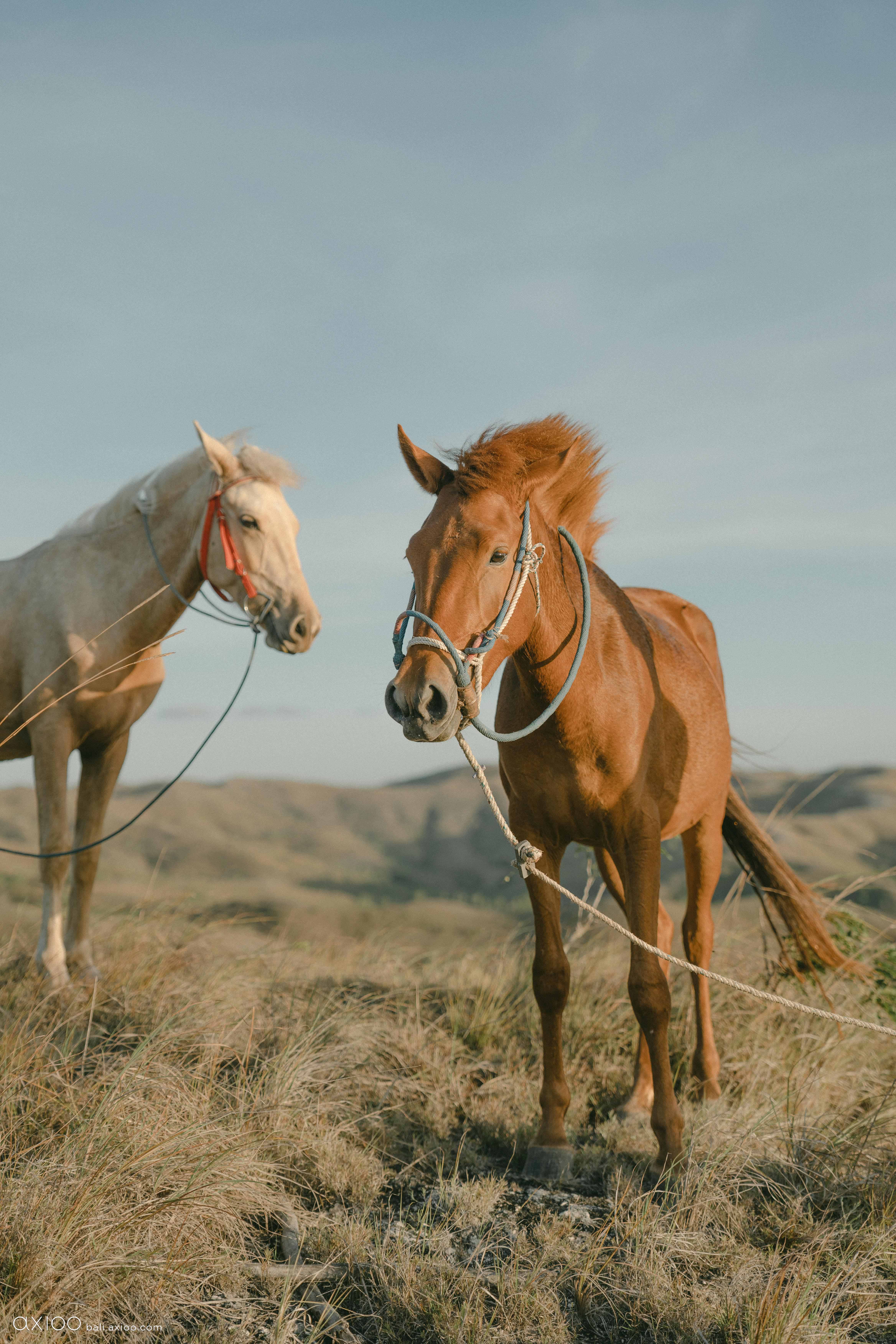Axioo: Sumba: The Edge of Magic